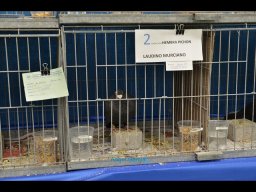 Concurso de Palomas 2012